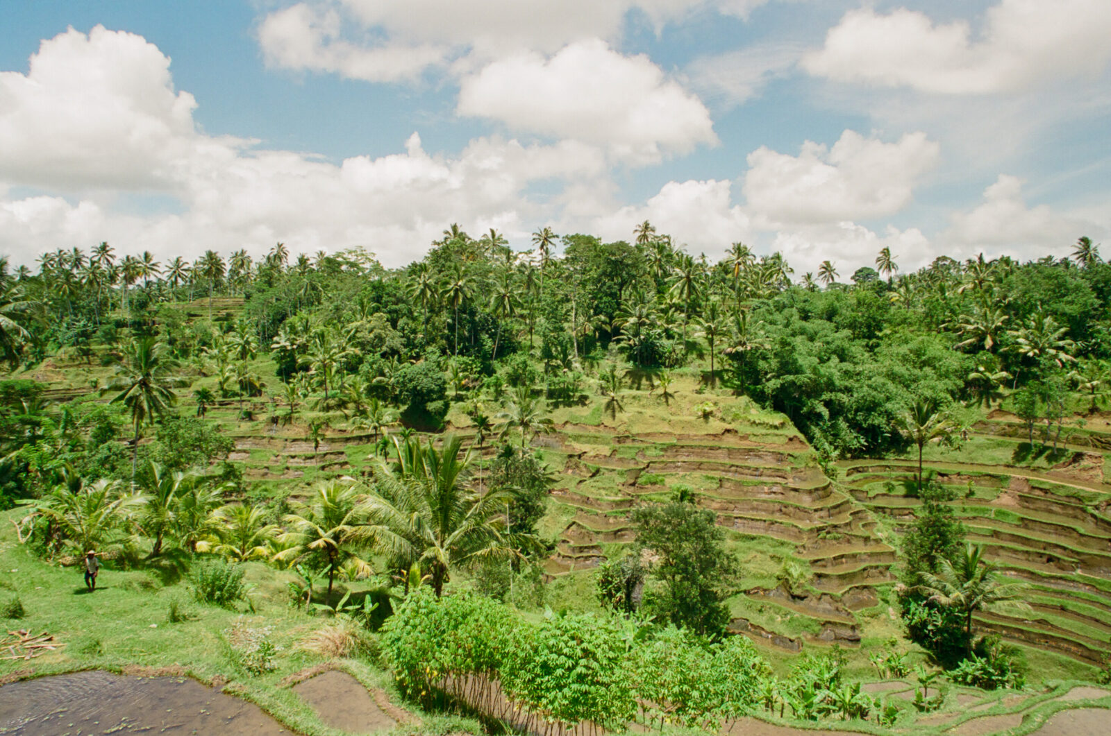 Rice Terraces Bali