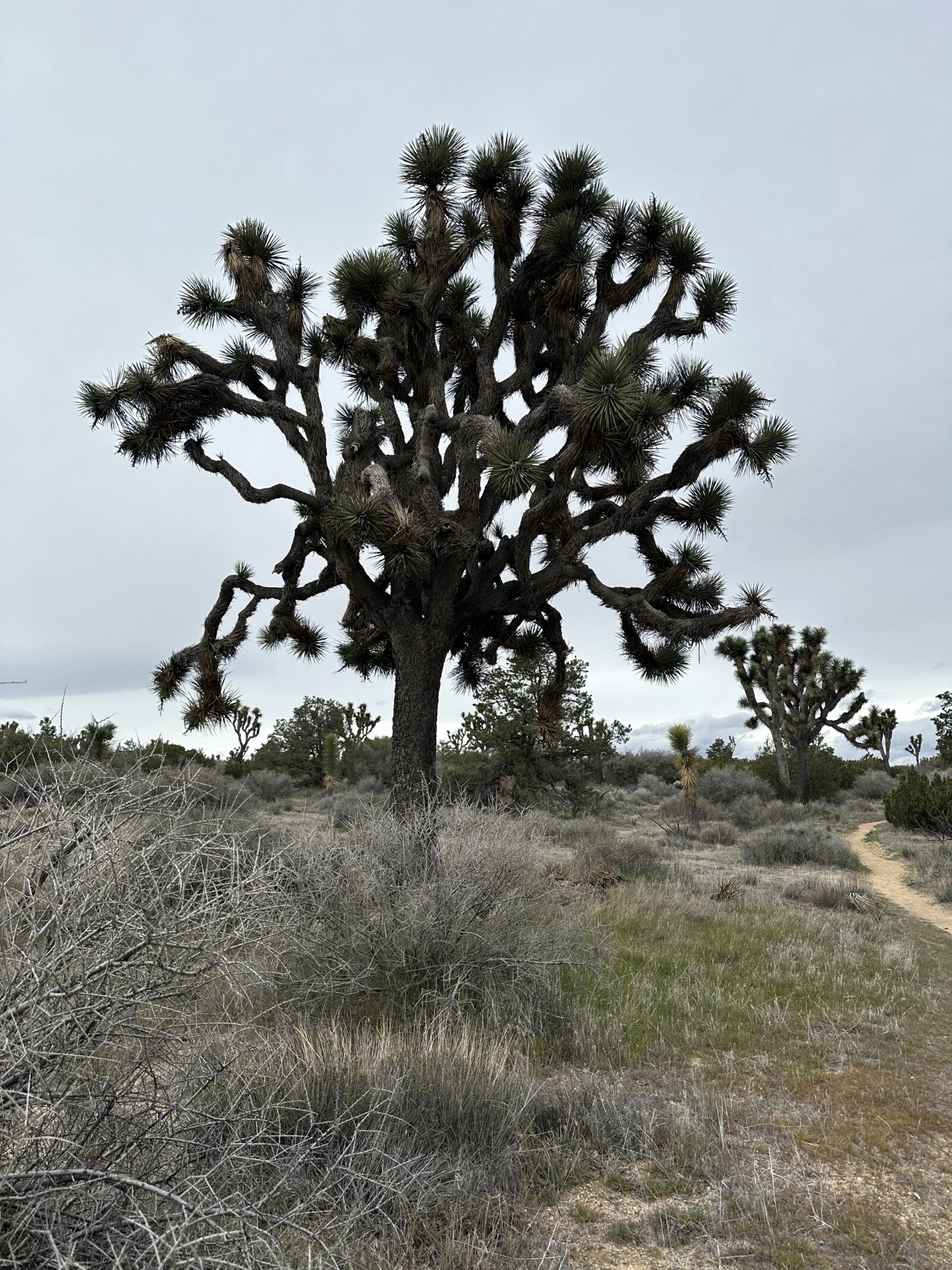 Joshua Tree February 2026