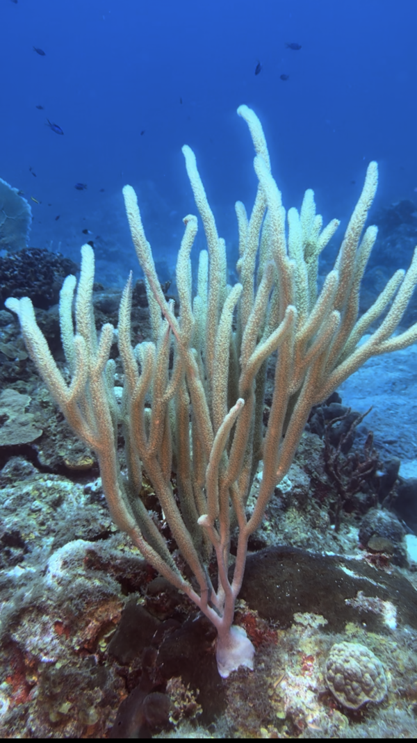Saba Coral 2026